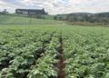 Brazil: Wholesale potato prices rise by more than 40% in Belo Horizonte