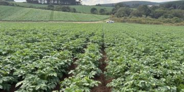 Brazil: Wholesale potato prices rise by more than 40% in Belo Horizonte