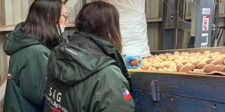 The "Clean Tuber" Strategy: How Chile Sets the Standards for Certified Seed Potato Exports