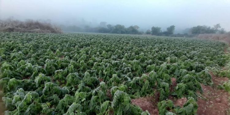 Frost Bites the Andes: Assessing the Impact of Extreme Weather on Potato and Pea Crops in Tarija, Bolivia