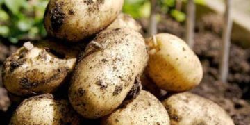 Northern Sinaloa Potato Season Concludes with Lower Yields Due to Unfavorable Weather and Pest Pressure