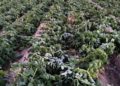 Severe Frosts Strike Traslasierra, Argentina: Some Potato Growers Lose Nearly Their Entire Harvest