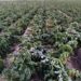 Severe Frosts Strike Traslasierra, Argentina: Some Potato Growers Lose Nearly Their Entire Harvest