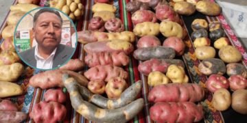 Peru: Potato Festival to Gather Producers from All Eight Provinces of the Arequipa Region