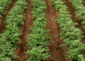 Saratov Region Farmers Complete Potato Planting: 710 Hectares Allocated to the Crop