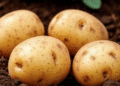 Dangerous Potato Pest Detected in Kursk Region Threatening Local Harvests