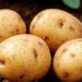 Dangerous Potato Pest Detected in Kursk Region Threatening Local Harvests