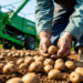Russian Imports of Chinese Potatoes Drop 2.4-Fold to $15 Million in Early 2026