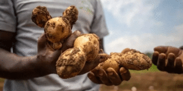 Wild Genes to the Rescue: How Ancient Andean Potatoes Are Saving East African Farmers from Late Blight