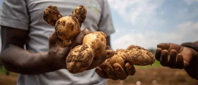 Wylde genen te help: Hoe âlde Andeske ierappels East-Afrikaanske boeren rêde fan lette púnfale