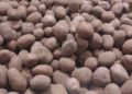 First Local Potatoes to Appear in Astrakhan by July 1, 2026