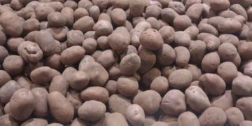 First Local Potatoes to Appear in Astrakhan by July 1, 2026