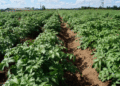 Smolensk Region Plants Potatoes on Over 1,000 Hectares — 10% Above Last Year’s Pace