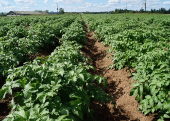 Smolensk Region Plants Potatoes on Over 1,000 Hectares — 10% Above Last Year’s Pace