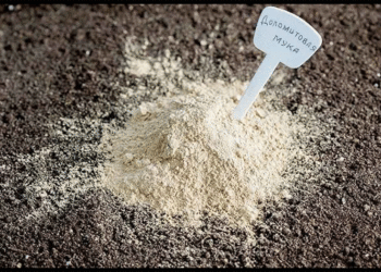 Dolomite Flour: The Secret to Healthy Soil and Protecting Potatoes from Late Blight