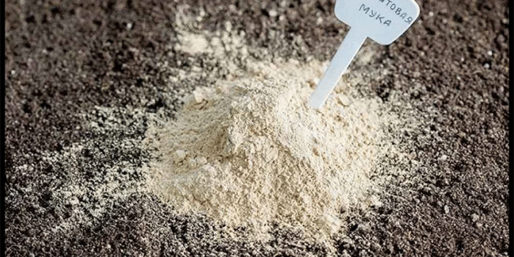 Dolomite Flour: The Secret to Healthy Soil and Protecting Potatoes from Late Blight
