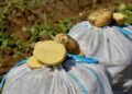 Astrakhan Region Leads Russia in Early Potato Harvest with Record Acreage and State Support