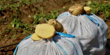 Astrakhan Region Leads Russia in Early Potato Harvest with Record Acreage and State Support