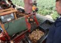 Dutch Farmer Harvests First Early Potatoes of the Season for Alvantho Auction