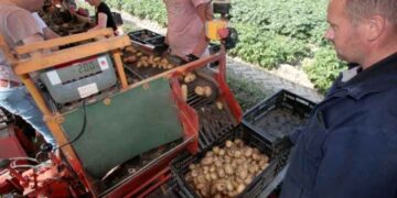 Dutch Farmer Harvests First Early Potatoes of the Season for Alvantho Auction
