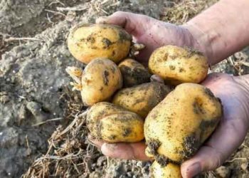 Belgium’s French Fry Crisis: Farmers Dump Potatoes as Glut, Tariffs, and War Collide