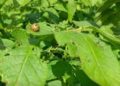 Abnormal Heat in Omsk Region Threatens Potato Crops as Colorado Beetle Larvae Activity Surges