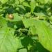 Abnormal Heat in Omsk Region Threatens Potato Crops as Colorado Beetle Larvae Activity Surges