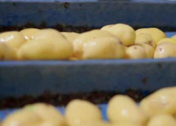 French Sustainability Rules Risk Pushing Belgian Potato and Vegetable Processors Out of the Market