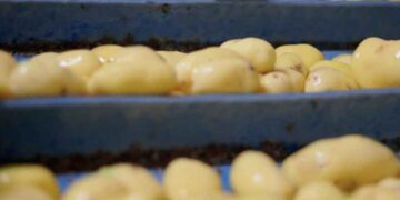 French Sustainability Rules Risk Pushing Belgian Potato and Vegetable Processors Out of the Market