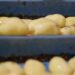 French Sustainability Rules Risk Pushing Belgian Potato and Vegetable Processors Out of the Market