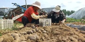 Qingdao’s Purple Potato Sensation – Crunchy, Sweet, and Eaten Raw, Sold Out Before Harvest
