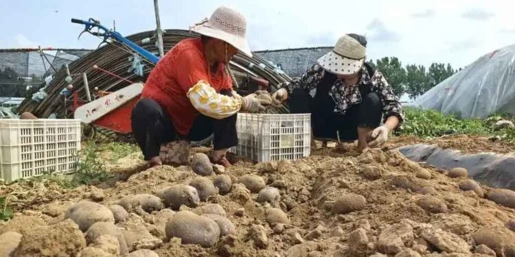 Qingdao’s Purple Potato Sensation – Crunchy, Sweet, and Eaten Raw, Sold Out Before Harvest
