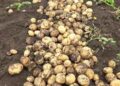 Jeongseon-gun Drives Agricultural Mechanization – 70% of Potato Farming Equipment Shared to Tackle Labor Shortages