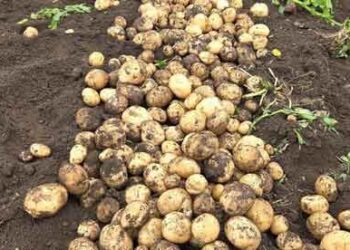 Jeongseon-gun Drives Agricultural Mechanization – 70% of Potato Farming Equipment Shared to Tackle Labor Shortages