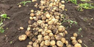 Jeongseon-gun Drives Agricultural Mechanization – 70% of Potato Farming Equipment Shared to Tackle Labor Shortages