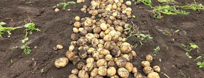 Jeongseon-gun Drives Agricultural Mechanization – 70% of Potato Farming Equipment Shared to Tackle Labor Shortages