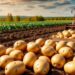 Siberia Ranks Third in Russia for Potato Production, Harvesting 2.4 Million Tons in 2025