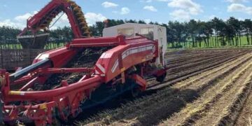 Britain’s Early Potato Season: Tradition, Terroir, and 24-Hour Freshness Across Three Coasts