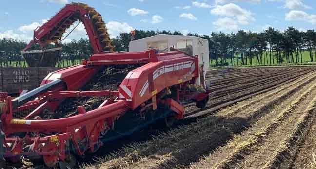 Britain’s Early Potato Season: Tradition, Terroir, and 24-Hour Freshness Across Three Coasts