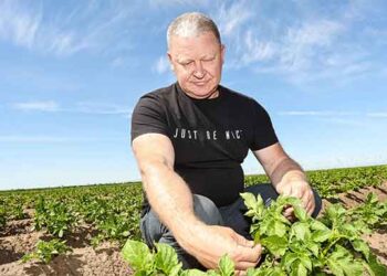 From Storage to Smart Fields: How Queen Anne Potatoes Thrive in Sol-Iletsk Despite Weather Challenges