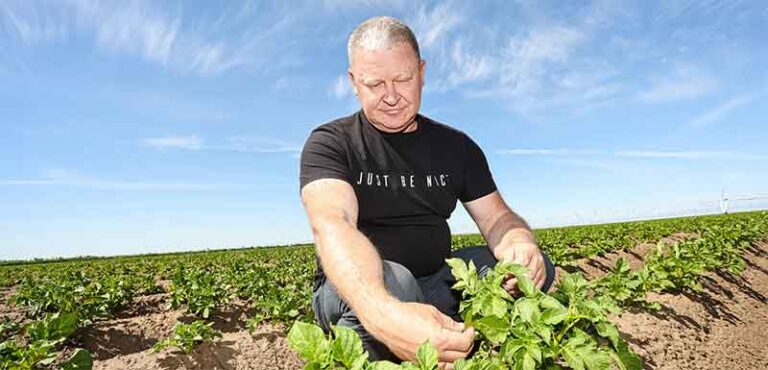 From Storage to Smart Fields: How Queen Anne Potatoes Thrive in Sol-Iletsk Despite Weather Challenges