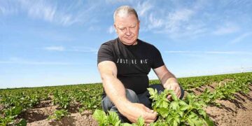 From Storage to Smart Fields: How Queen Anne Potatoes Thrive in Sol-Iletsk Despite Weather Challenges