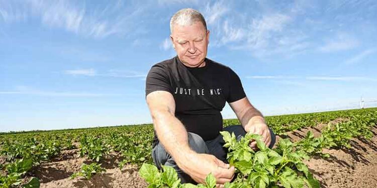 From Storage to Smart Fields: How Queen Anne Potatoes Thrive in Sol-Iletsk Despite Weather Challenges