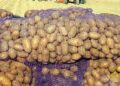 Turkmenistan’s Dashoguz Region Kicks Off Potato Harvest on 8,800 Hectares