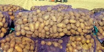 Turkmenistan’s Dashoguz Region Kicks Off Potato Harvest on 8,800 Hectares