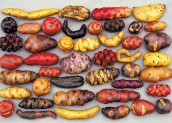 From “Food of Lepers” to Global Staple: The 500-Year Triumph of the Potato