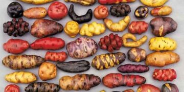 From “Food of Lepers” to Global Staple: The 500-Year Triumph of the Potato