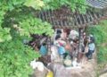 From Pig Feed to Profitable Harvest – How a Mountain Village’s Potato Plan Transforms Elderly Lives