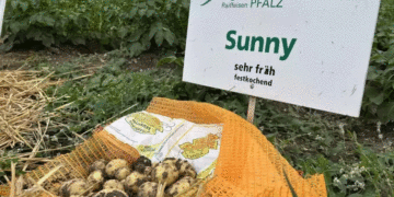 Palatinate Potato Growers Struggle with Glut as Mood Sours at Early Potato Day