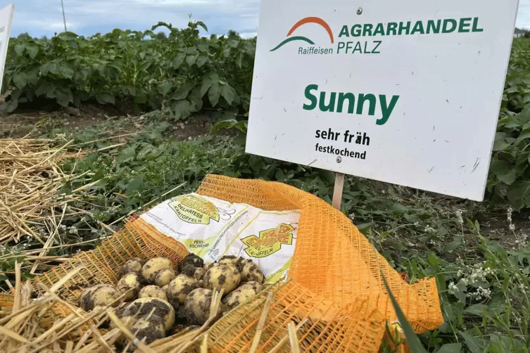 Palatinate Potato Growers Struggle with Glut as Mood Sours at Early Potato Day 20 Palatinate Potato Growers Struggle with Glut as Mood Sours at Early Potato Day
